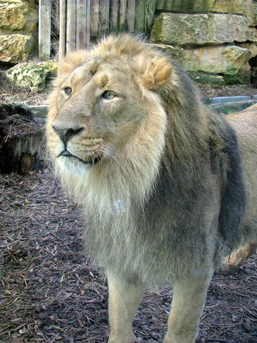 Asiatic Lion