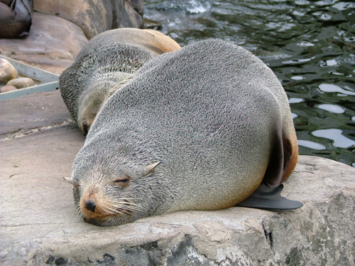 Sleeping Seal